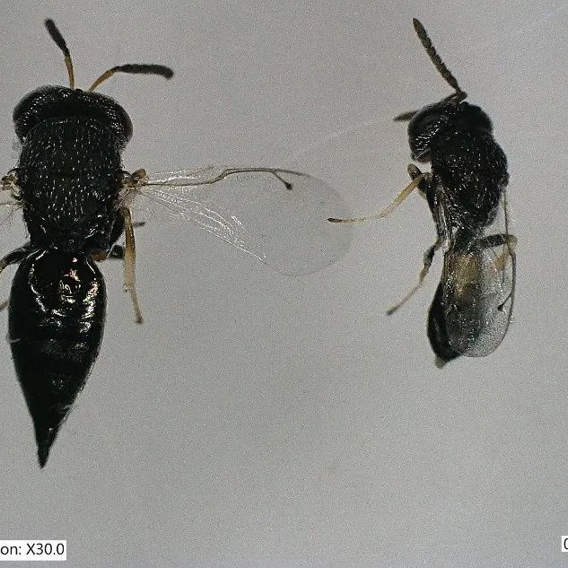 thumbnail for publication: Weevil Parasitoid, Pteromalid Wasp, Parasitoid Wasp Catolaccus hunteri Crawford (Insecta: Hymenoptera: Pteromalidae)